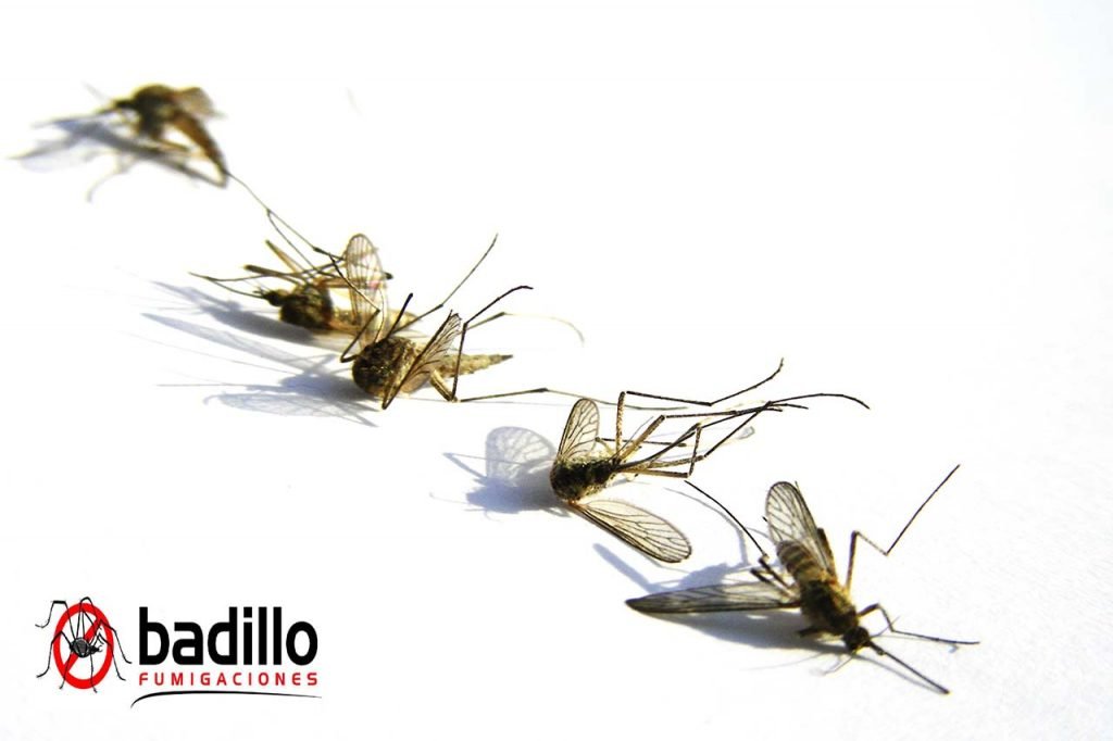 fumigación de insectos en Aguascalientes