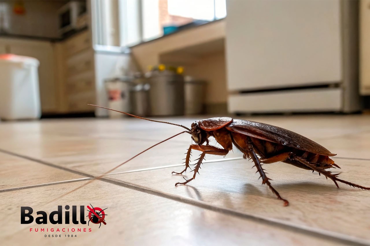 hogar Libre de plagas