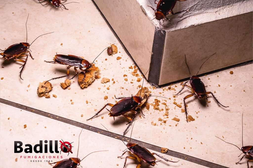 Mitos y realidades sobre el control de plagas en casa